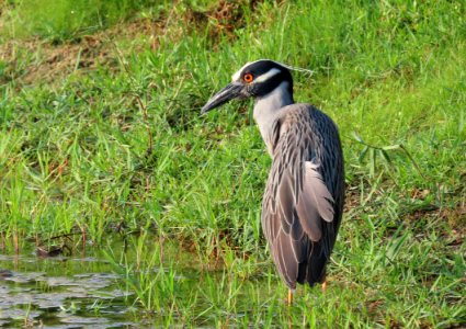 Yellow-crowned Night Heron photo