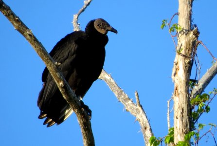 Black Vulture