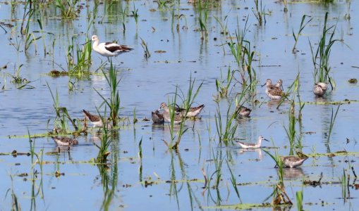 American Avocet, Wilson’s Phalarope and Stilt Sandpipers