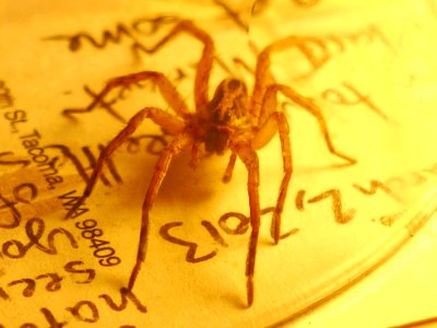 spider caught in bathtub