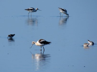 American Avocet photo