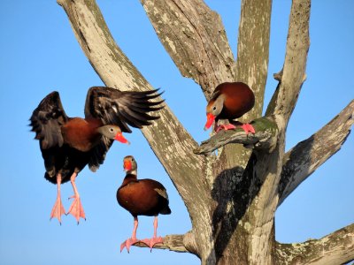 Black-bellied Whistling Ducks photo