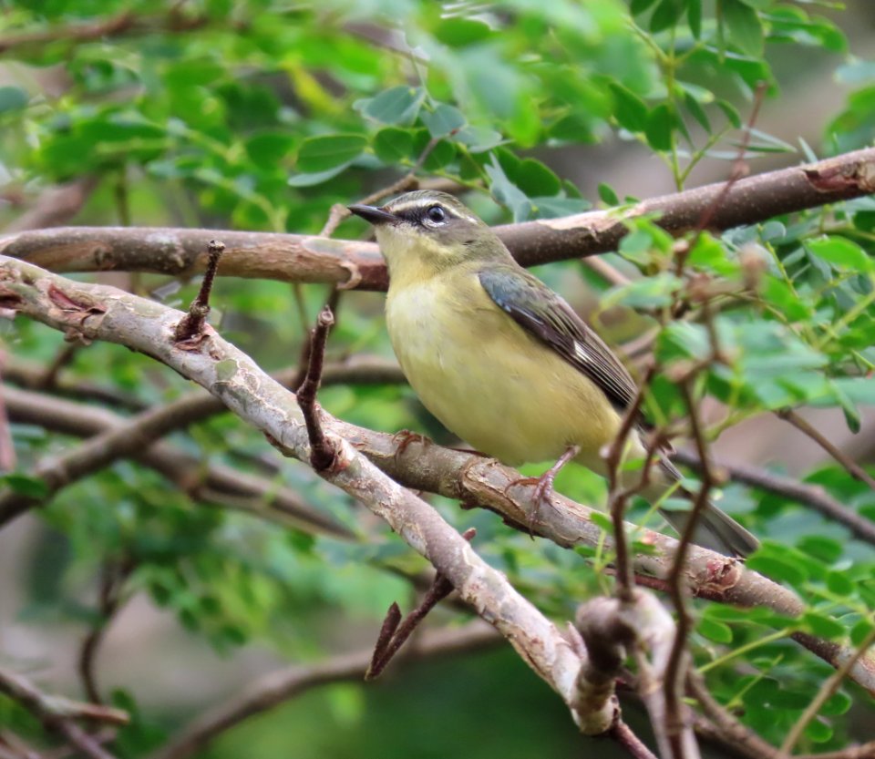 Female Black-throated Blue Warbler