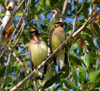 Cedar Waxwings