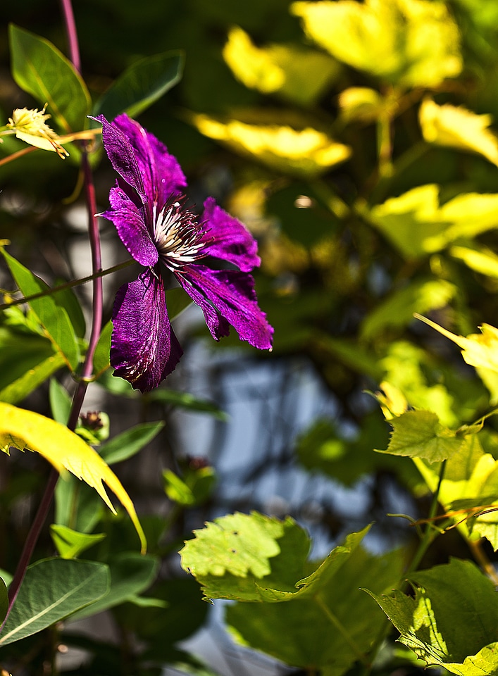 Plant a garden nature garden