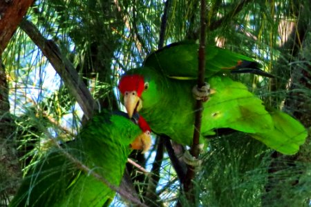 Red-crowned Parrots photo