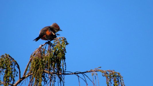 Vermilion Flycatcher photo