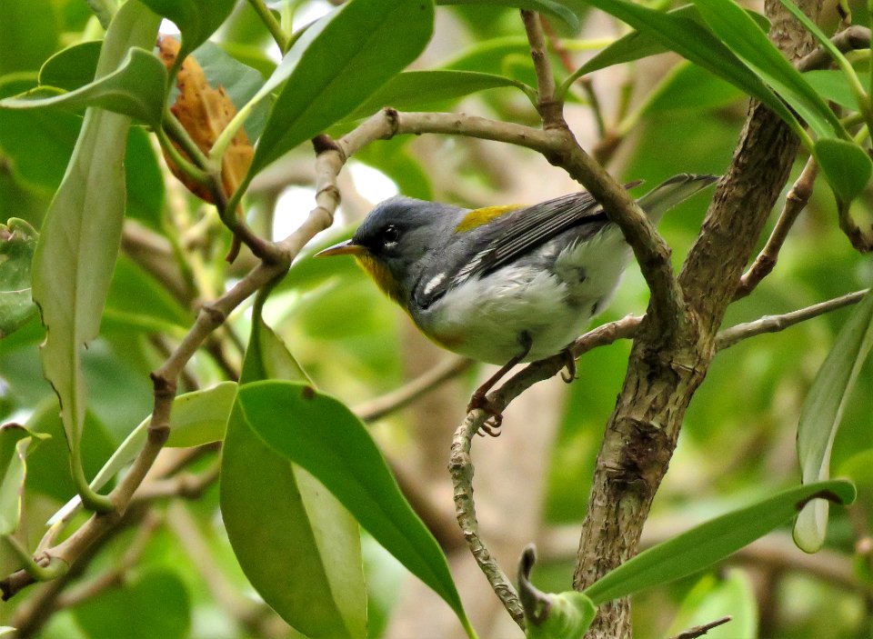 Northern Parula