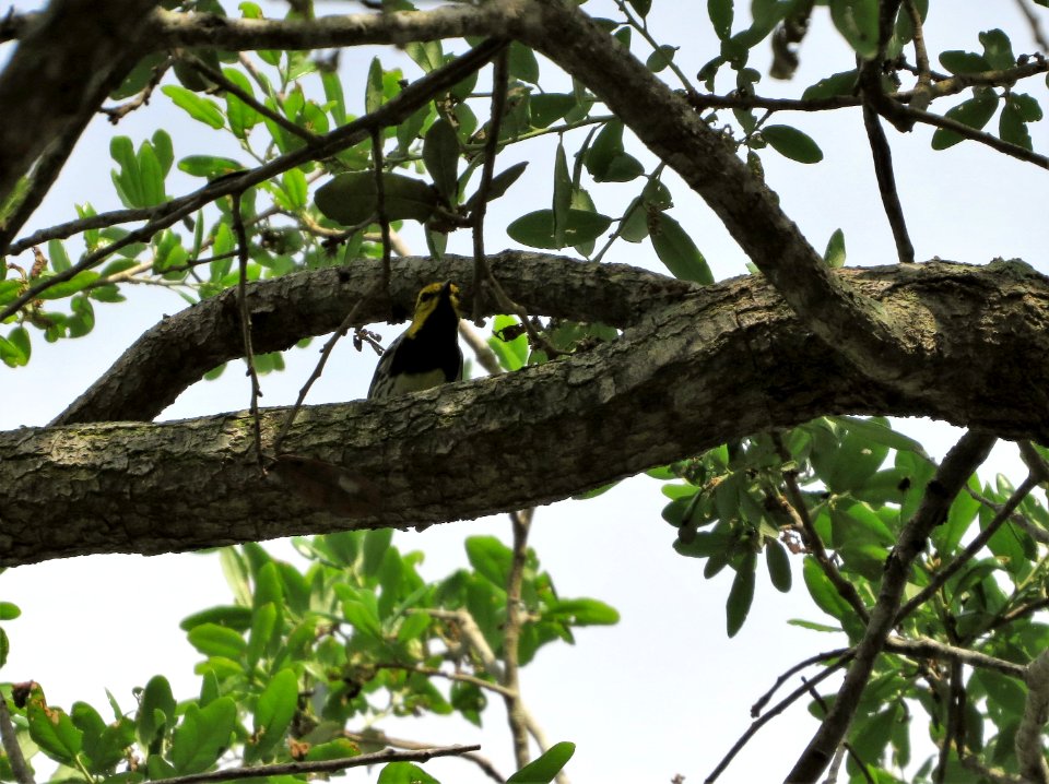 Black-throated Green Warbler