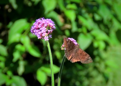 Horace's Duskywing Butterfly photo