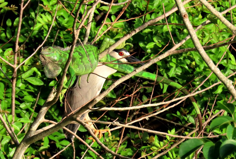 Black-crowned Night-Heron Sharing perch with Green Iguana