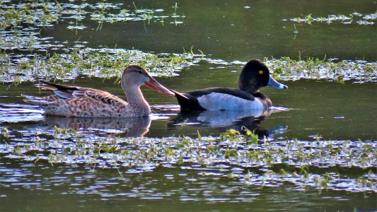 Northern Shoveler and Ring-necked Duck photo