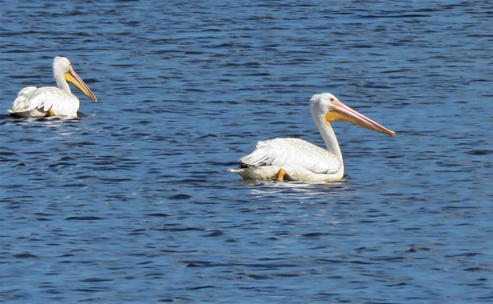 White Pelican