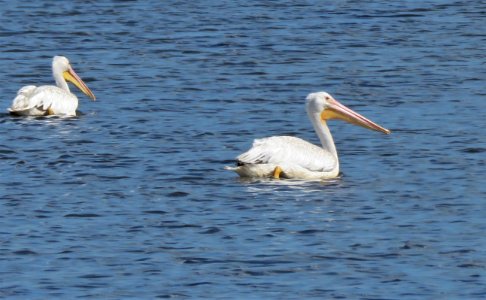 White Pelican