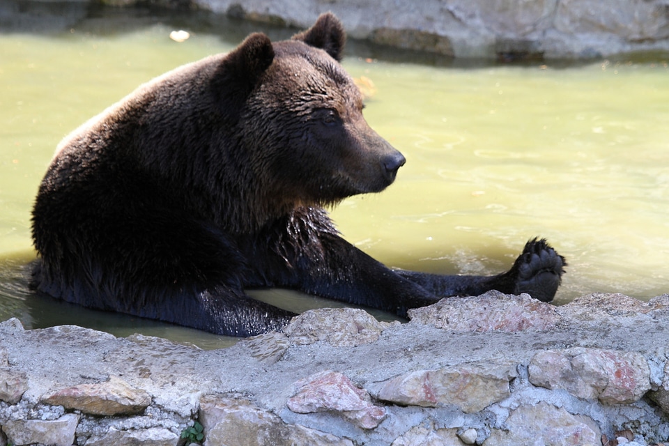 Brown bear mammal wild animal