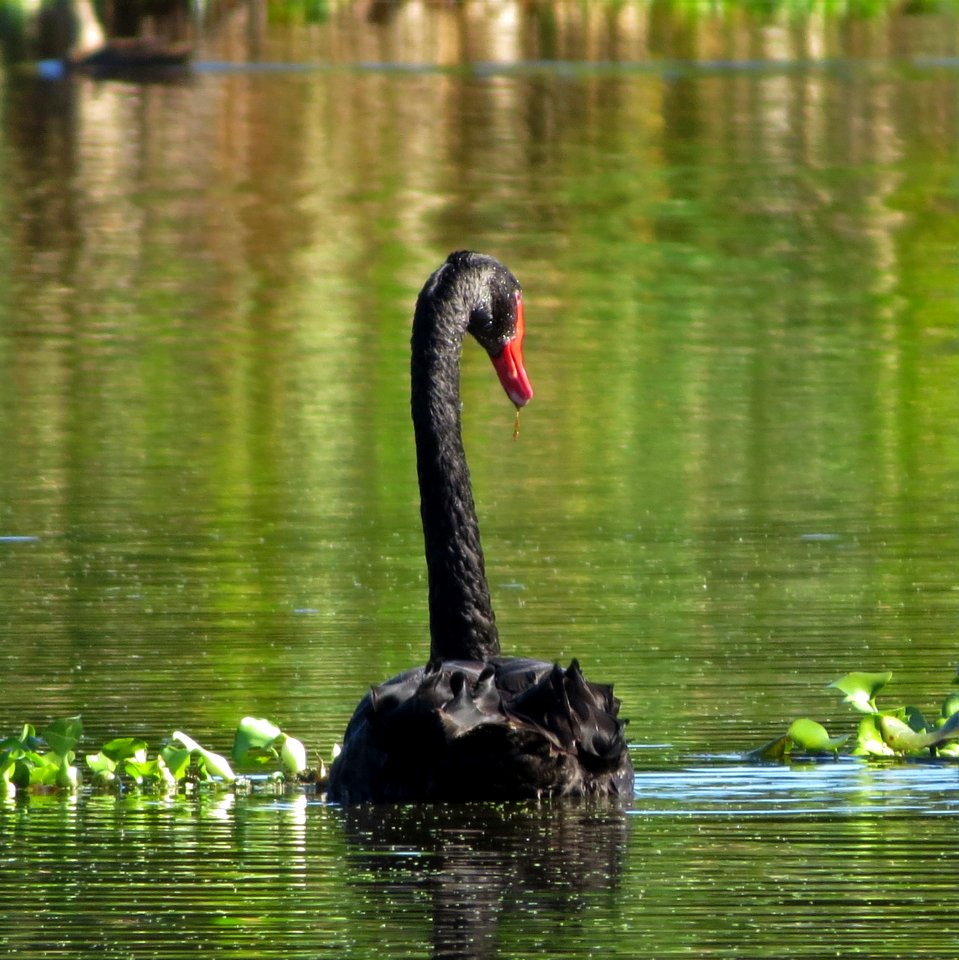 Black Swan