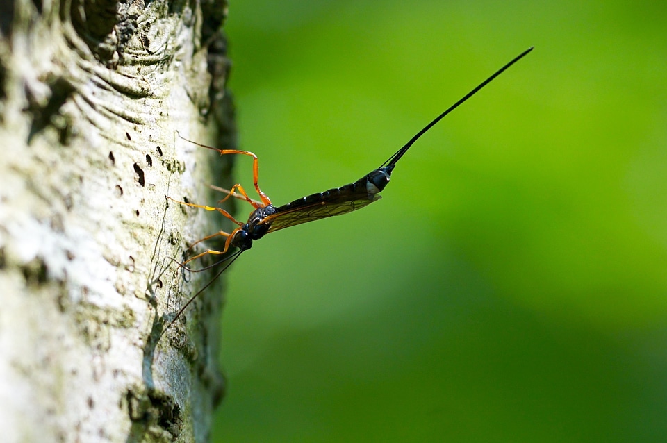Nature tree bark sting
