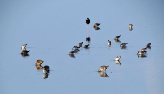 Shorebirds... Stilt Sandpipers, Dowitchers and lone Black-necked Stilt