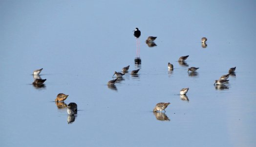 Shorebirds... Stilt Sandpipers, Dowitchers and lone Black-necked Stilt photo