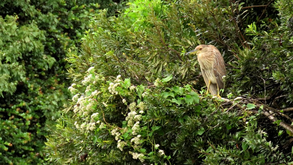 Immature Black-crowned Night Heron photo