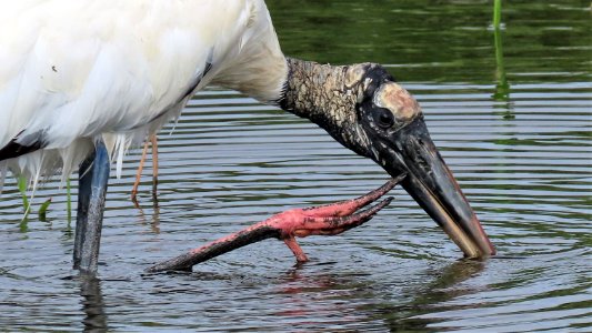 Wood Stork photo