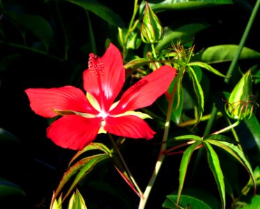 Marsh Mallow photo