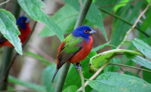 Painted Bunting