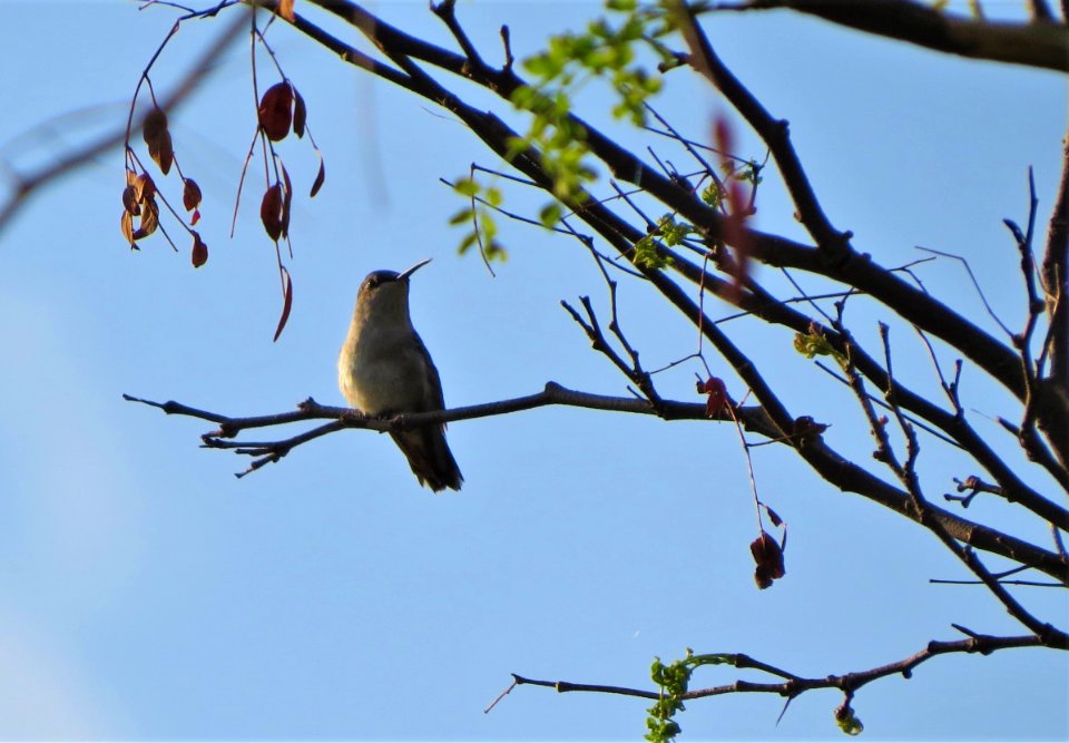 Ruby-throated Hummingbird