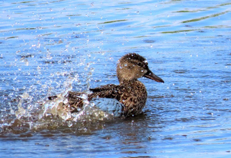 Blue-winged Teal