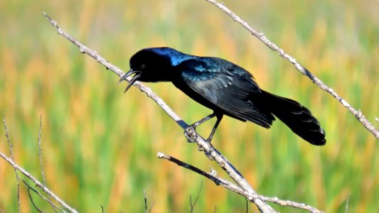 Boat-tailed Grackle photo