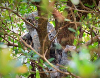 Eastern Screech-Owl family
