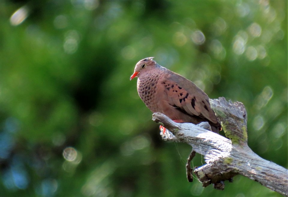 Common Ground Dove