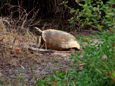 Gopher Tortoise