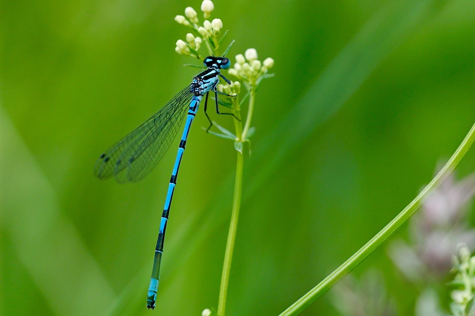 Nature predator blue