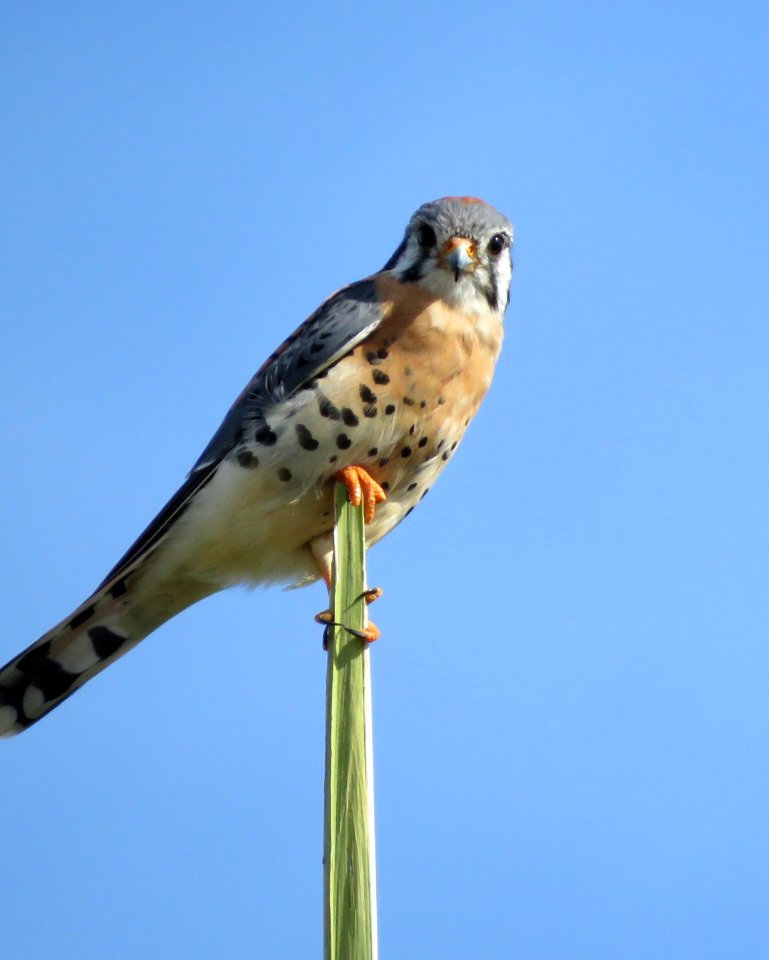 American Kestrel