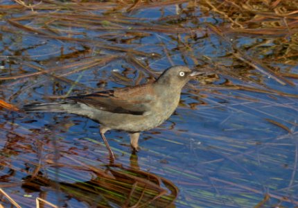 Rusty Blackbird