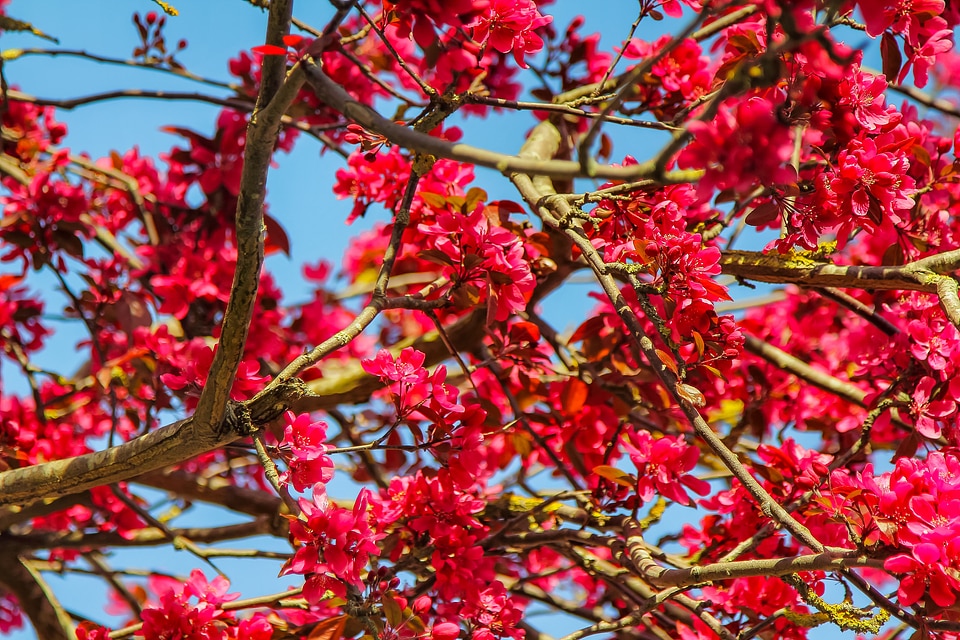 A branch spring pink flower