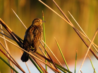 Female Red-winged Blackbird photo