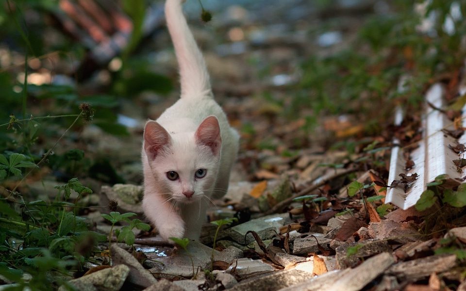 Eyes white cat yellow and blue eyes
