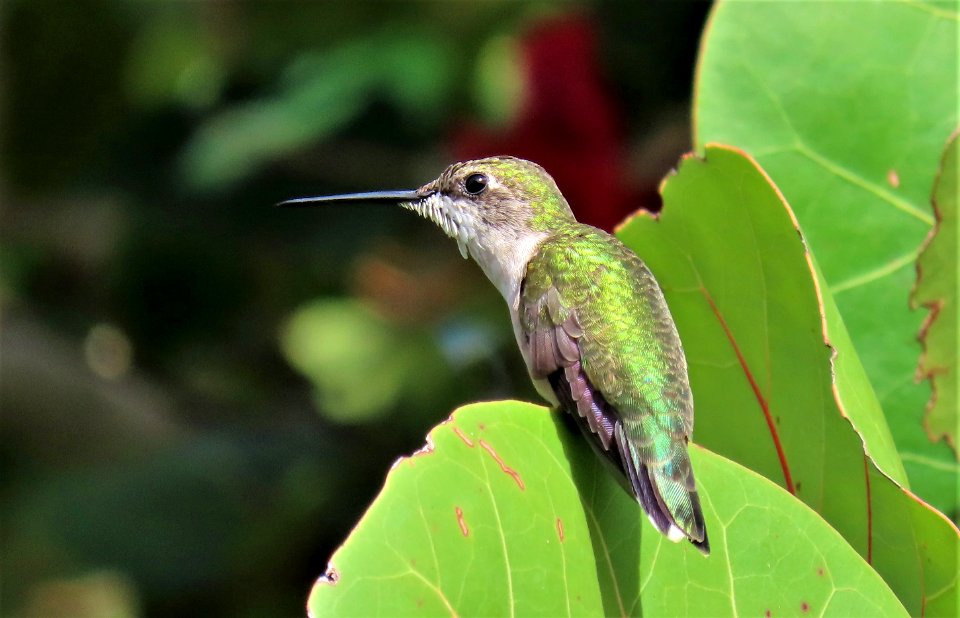 Ruby-throated Hummingbird