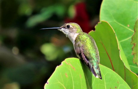 Ruby-throated Hummingbird