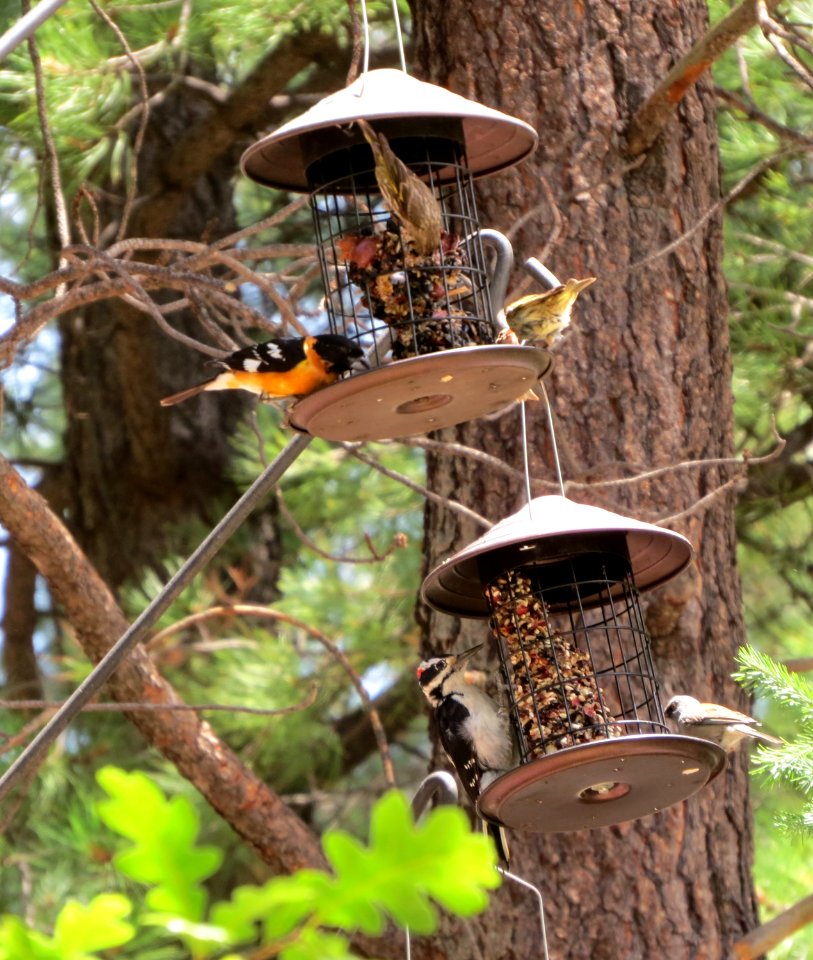 Feeders at Summerhaven Realty, Mt Lemmon, Tucson