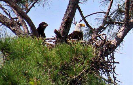 Bald Eagle family photo
