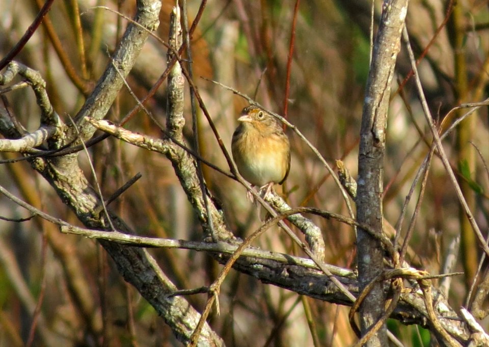 Grasshopper Sparrow