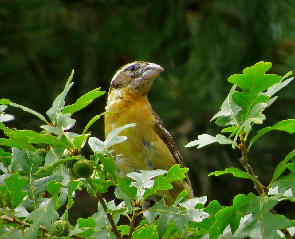 Black-headed Grosbeak