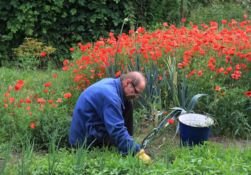 Weeding beds poppies