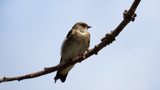 Northern Rough-winged Swallow photo