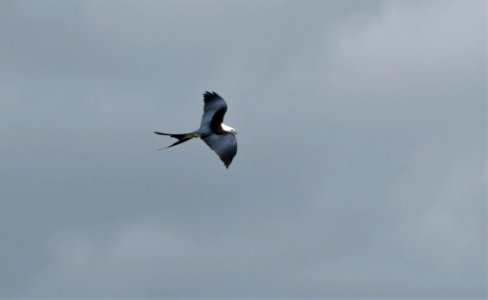 Swallow-tailed Kite