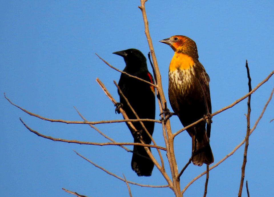 Yellow-headed Blackbird