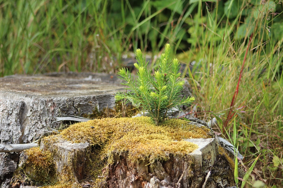 Moss fir tree young